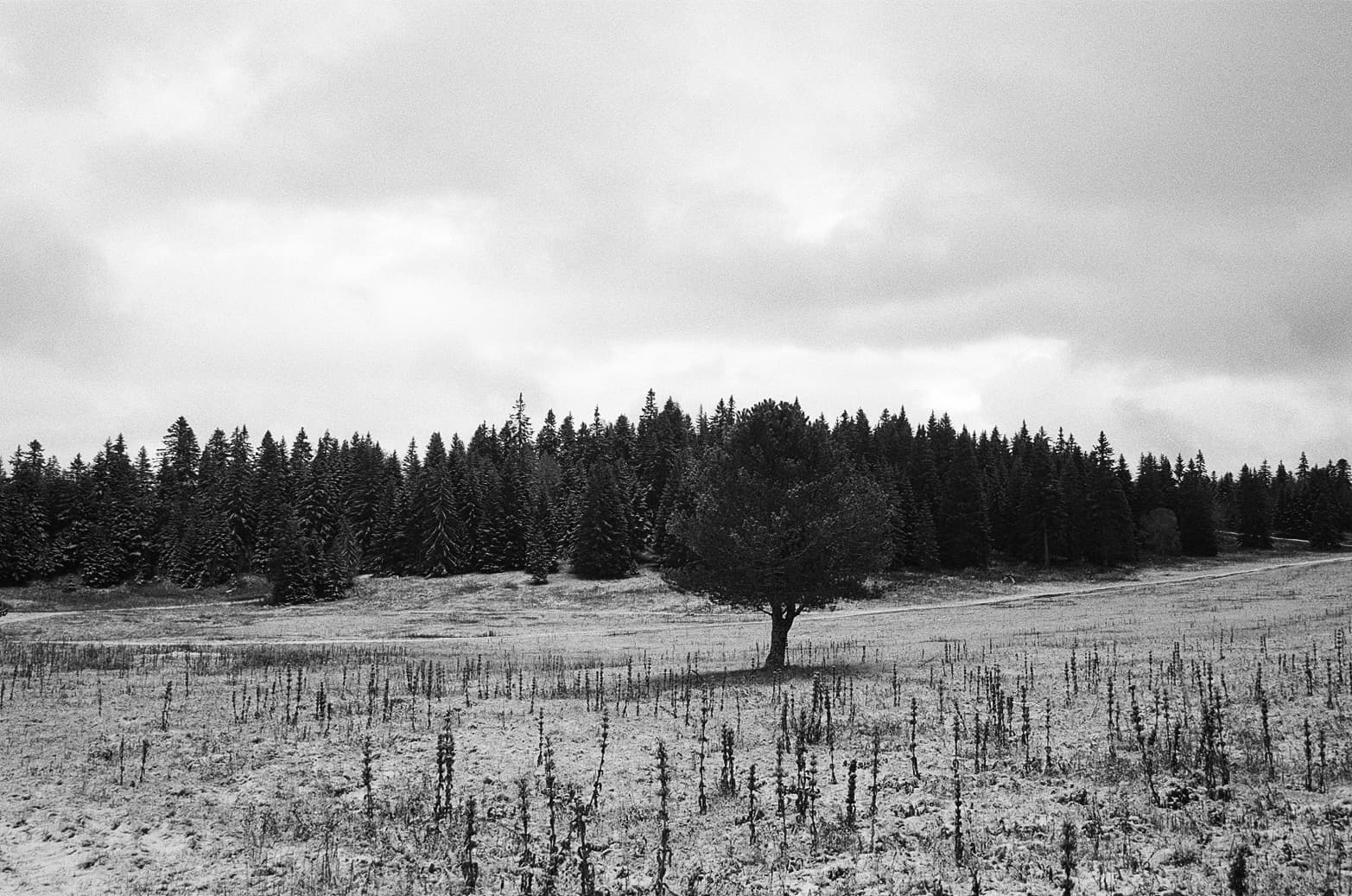 Grain de paysage